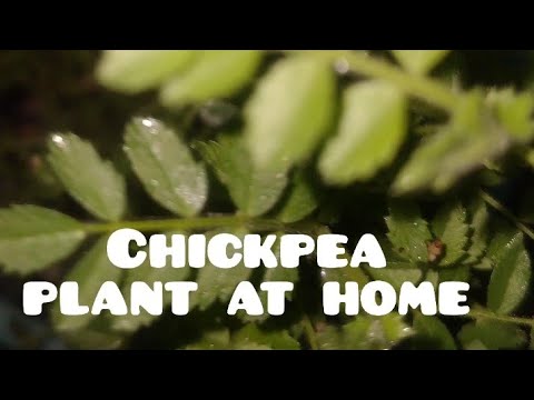 Chickpea Plant at