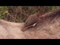 Red-billed Oxpecker drinking blood from the open wound on horse