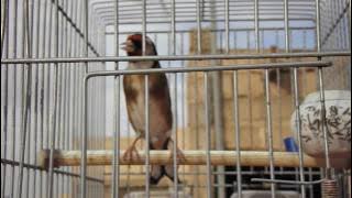 Chant chardonneret 2017