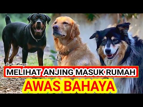 Video: Mengapa anjing tidak mau masuk ke rumah anjing?