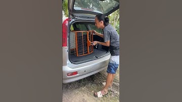 2 Sangkar Baru Kotak Untuk 2 Burung Murai Batu #burung #kicaumania #qinarabanyuwangi