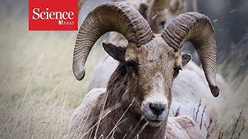 How bighorn sheep use crowdsourcing to find food on the hoof