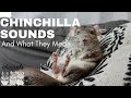 Chinchilla sounds compilation description and meaning