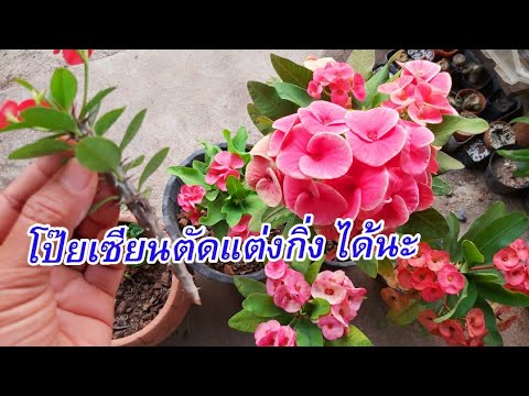 วีดีโอ: วิธีการตัด Kalanchoe? กฎสำหรับการตัดแต่งกิ่งหลังดอกบานและการดูแลที่บ้านในภายหลัง จะสร้างพุ่มไม้ที่สวยงามได้อย่างไร?