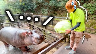 新人飼育員がカバに巨大キャベツを恐る恐るあげてみた結果…Hippo eat huge cabbage