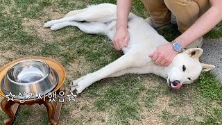네덜란드 아빠가 입짧은 강아지를 위해 준비한 것은? | 진돗개봉순vlog
