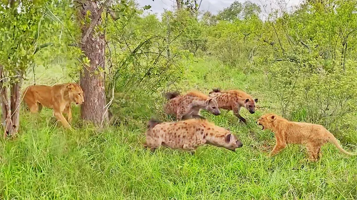 Lion Cub Surrounded by Gang of Hyenas Calls Mom for Backup