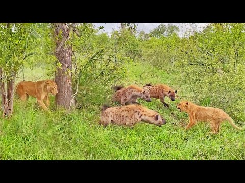 Lion Cub Surrounded by Gang of Hyenas Calls Mom for Backup