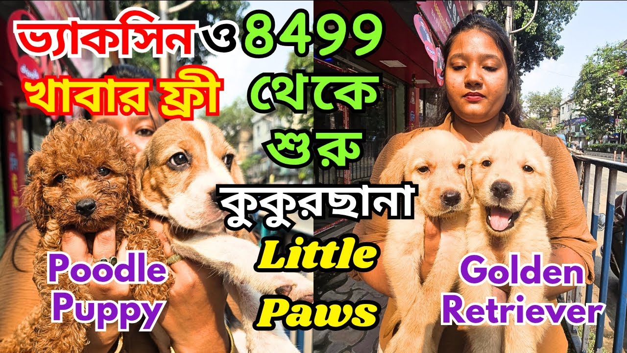 Biggest Pet Shop In West Bengal All Breed Puppies Available Dog biggest-pet-shop-in-west-bengal-all-breed-puppies-available-dog