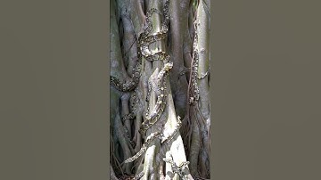 Many pythons were seen walking on a banyan tree #snake