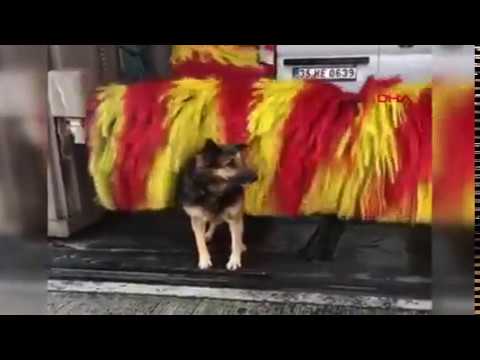 Dog on carwash (free massage feel so good ah)