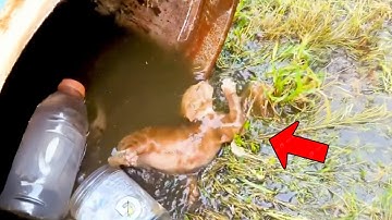 Een man vond een dode kat in een ton na de regenval, en toen gebeurde er een wonder.