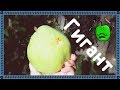 Vlog | Сколько весит огромная груша.