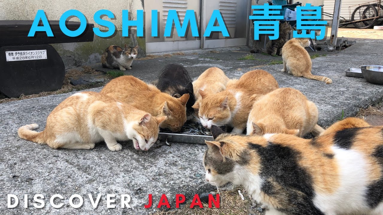 A Visit to Aoshima, a Japanese 'Cat Island' - The Atlantic