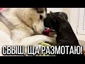 ЧИШКА РАЗМАТЫВАЕТ ХАСКИ ЗА ЯЙЦО! #бабаковлог