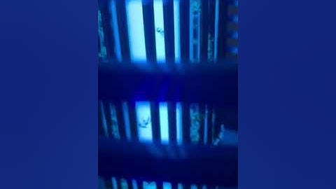 THỰC HƯ VỀ ĐÈN DIỆT MUỖI UV HÀN QUỐC  ( xem hết video )