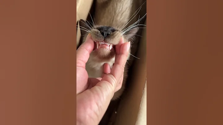 Video 10161571: siamese funnycats cutecats