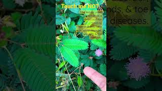 Touch me NOT #herbs #wildplant #medicine #gardening screenshot 3