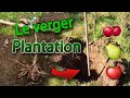 Plantation darbre fruitier  racines nues