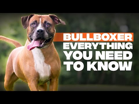 9 Things You Need to Know Before Getting A Pitbull Boxer Mix(Bullboxer 2020)