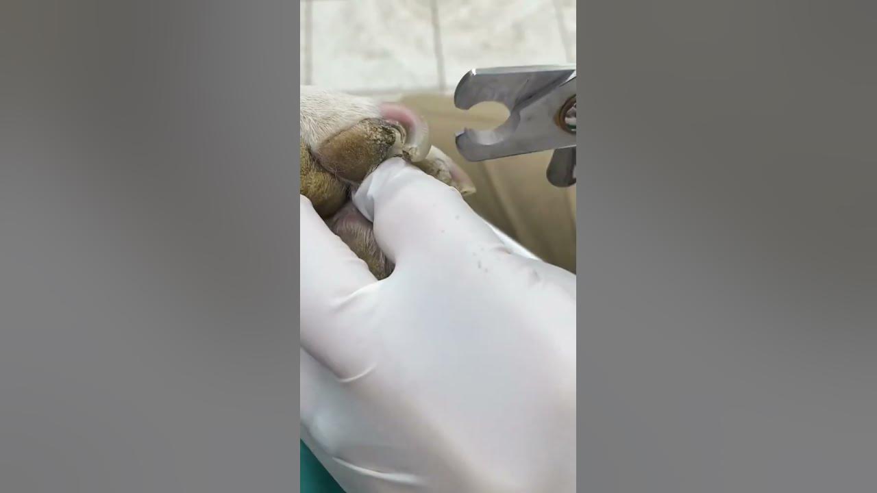 How to Trim Your Dog's Nails Safely | Easy Nail Trimming Tips for Dogs ...