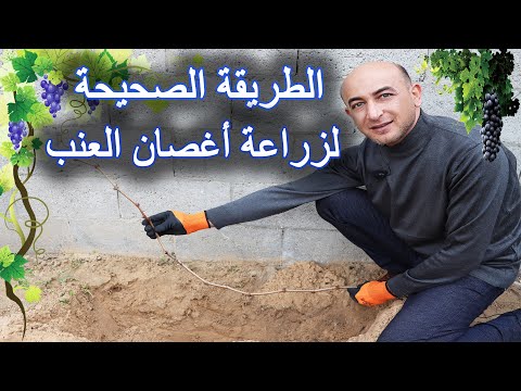 فيديو: كيف نزرع العنب في الربيع