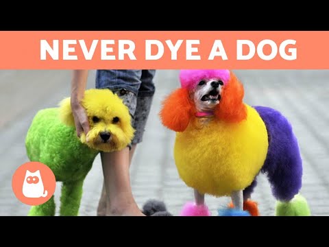 Why Should You NEVER DYE Your DOG'S HAIR? 🐶❌
