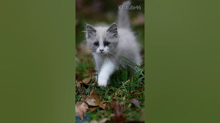 Video 4804801: gray british shorthair cat, white british shorthair cat, british shorthair baby cat, cat breeds white, cat drawing