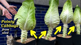 Growing Big Pointy Cabbage from Seed in Containers & Grow Bags - Step by Step | Seed to Harvest