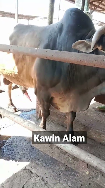 Ketika ga bisa kawin IB, kawin alam solusinya #fypシ #shorts #sapi #cow