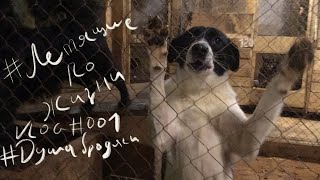Летящие по жизни. VLOG#001 - Подарки приюту для собак на новый год Летящие по жизни. VLOG#001 - Подарки приюту для собак на новый год