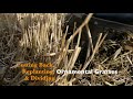 Cutting Back, Replanting & Dividing Ornamental Grasses