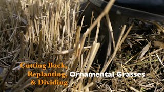 Cutting Back, Replanting & Dividing Ornamental Grasses