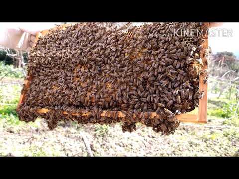 Video: Honeycomb Näkymät Klyazma