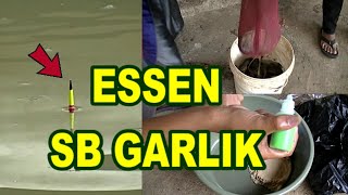 Download Lagu LOMBA MANCING IKAN MAS ESSEN SERIBU BUNGA GARLIK MASUK NOMINASI 2 MP3