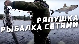 Ловля Ряпушки сетями / Рыбалка на Севере