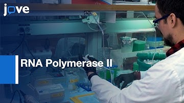 RNA Polymerase II Elongation Complex for cutting RNA Co-transcription | Protocol Preview