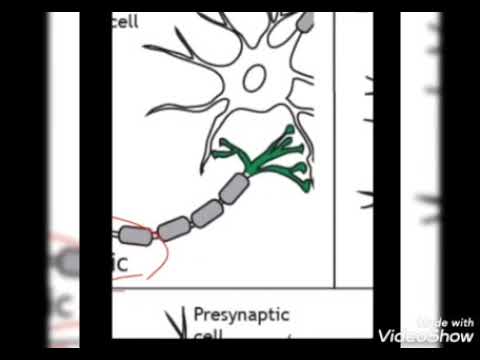ساختار نورون و سیناپس نورون اعصاب نوروآناتومی مغز دکتر خسروی