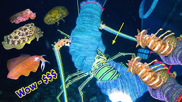 10 Năm Lặn Biển Trường Sa Bắt Hàng Tấn Loại Hải Sản — Mực Nang Tôm Hùm