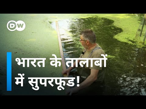 वीडियो: तालाब में कौन से पौधे उगते हैं