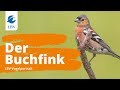 Der Buchfink (Fringilla coelebs) - Steckbrief mit Gesang. Vogelarten kennen lernen mit den Experten!