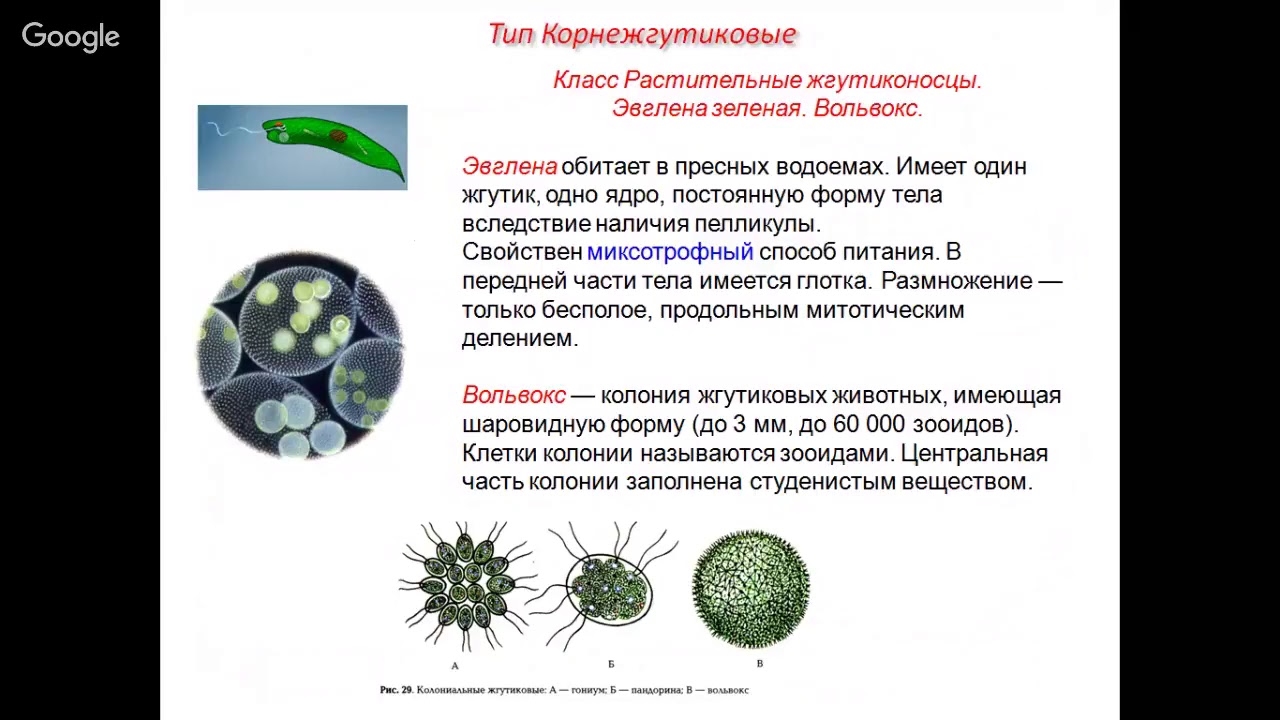 клетки колонии вольвокса. большинство представителей класса являются колониальными формами. растения колониальные одноклеточные и многоклеточные. колониальные организмы. одноклеточные или простейшие.