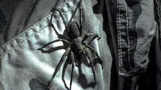 Extremely Venomous Wandering Spider Walking on Steve! | Deadly 60 | Earth Unplugged