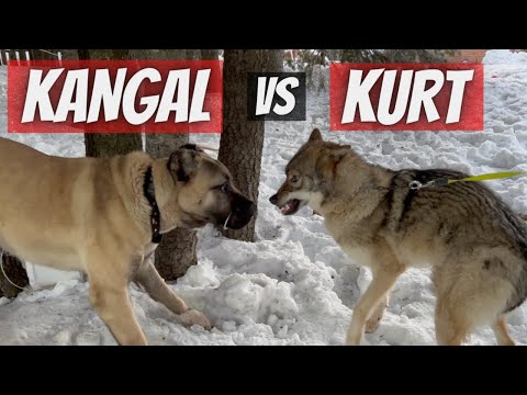 KURT vs KANGAL DAĞDA KARŞILAŞTI