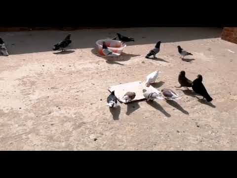 اسرع طرق لتخلص من ذبابه الحمام والفاش وجميع الحشرات وبأقل تكلفه