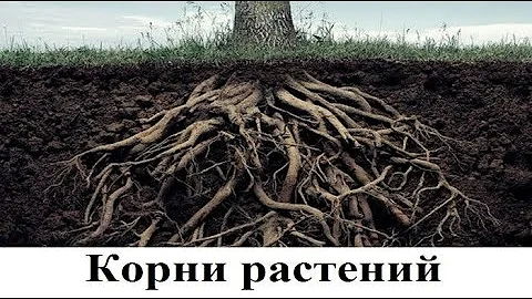 Зри в корень растения. Оказывается, корни растений могут жить отдельно сами по себе!