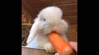 baby rabbit eats carrot #rabbit #rabbits #foryoupage