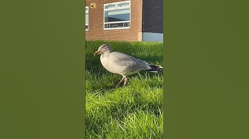 Thumbnail of Awesome Seagull Sounds