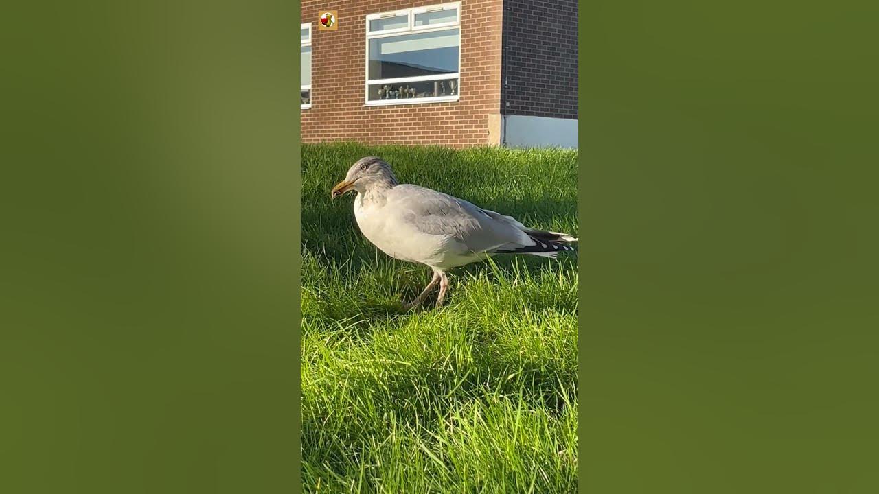 Awesome Seagull Sounds