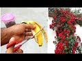 इसके इस्तेमाल से गुलाब पर आएगे अनगिनत फूल | BANANA PEEL FERTILIZER | Amazing Gardening hacks